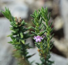 Micromeria graeca