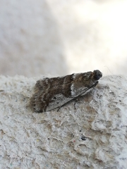 Pseudacrobasis tergestella