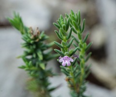 Micromeria graeca