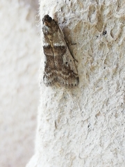 Pseudacrobasis tergestella
