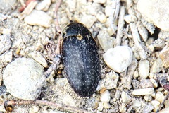 Dermestes frischii