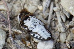 Dermestes frischii
