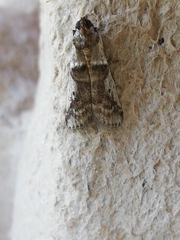 Pseudacrobasis tergestella