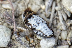 Dermestes frischii