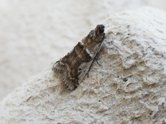 Pseudacrobasis tergestella