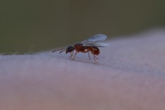 Myrmica ruginodis