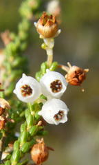 Erica spectabilis