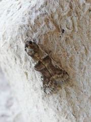 Pseudacrobasis tergestella