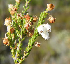 Erica spectabilis