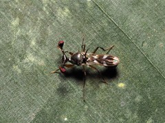 Teleopsis quadriguttata