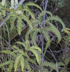 Sticherus quadripartitus