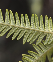 Sticherus quadripartitus