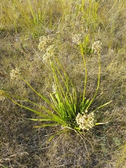 Allium senescens