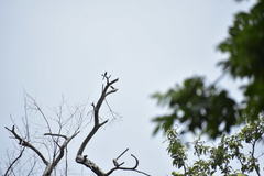 Dicrurus macrocercus