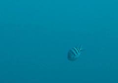 Abudefduf natalensis