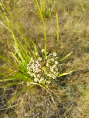Allium senescens