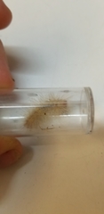 Lymire edwardsii