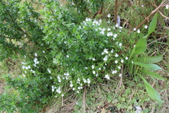 Nemesia macrocarpa