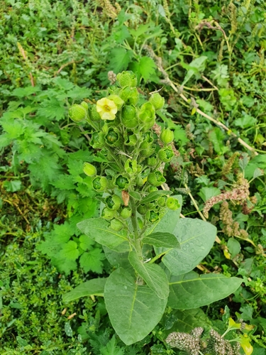 Image of Nicotiana rustica by (c) Анна Митрошенкова, some rights reserved (CC BY)