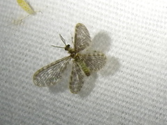 Nallachius americanus