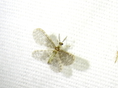 Nallachius americanus