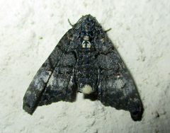 Marathyssa albidisca