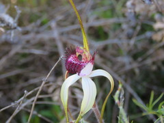 Caladenia lorea