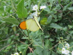 Colotis auxo