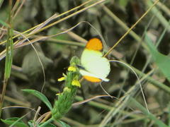Colotis auxo