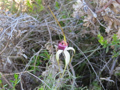 Caladenia lorea