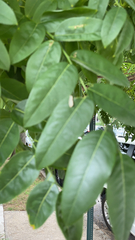 Styphnolobium japonicum