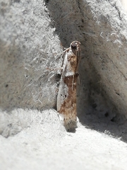 Pseudacrobasis tergestella