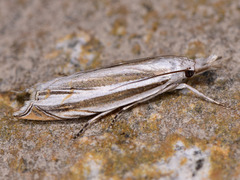 Mesocrambus candiellus