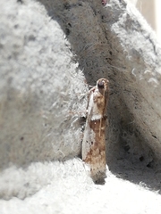 Pseudacrobasis tergestella