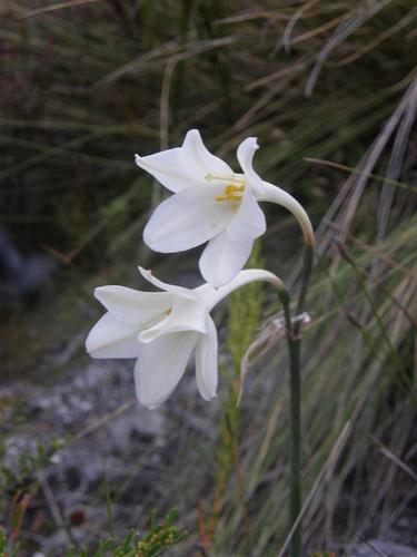Cyrtanthus leucanthus