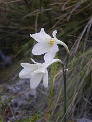 Cyrtanthus leucanthus