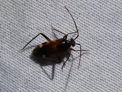 Eustictus