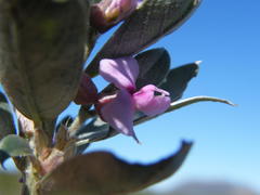 Podalyria calyptrata