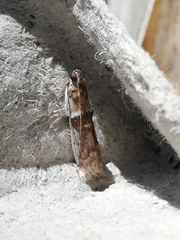 Pseudacrobasis tergestella