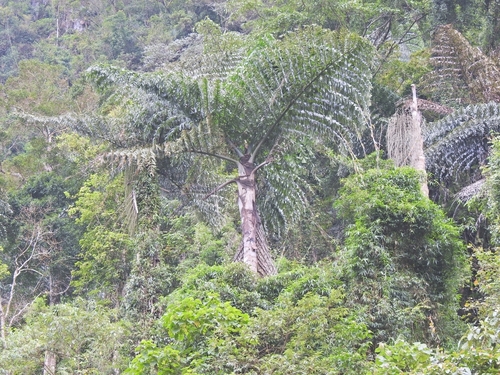Caryota obtusa