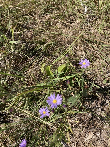 photo of Smooth Blue Aster (Symphyotrichum laeve)