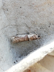 Pseudacrobasis tergestella