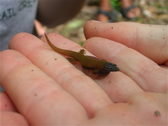 Sphaerodactylus fantasticus