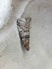 Acrobasis romanella