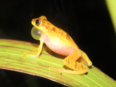 Dendropsophus joannae