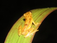 Dendropsophus joannae