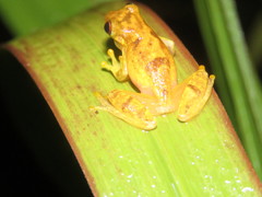 Dendropsophus joannae