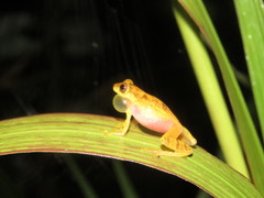 Dendropsophus joannae