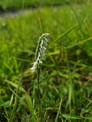 Spiranthes spiralis