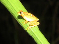 Dendropsophus joannae